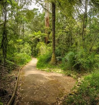 Mountain road through dense forest in Australia. Stock Photos