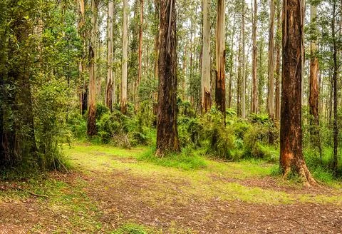 Mountain road through dense forest in Australia. Stock Photos