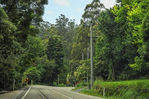 Mountain road through dense forest in Australia. Stock Photos