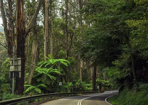 Mountain road through dense forest in Australia. Foto stock