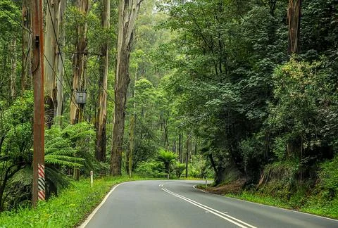 Mountain road through dense forest in Australia. Stock Photos
