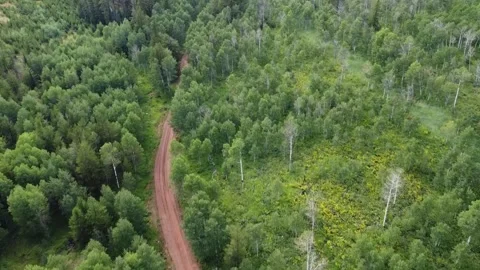 Mountain Road Through Forest Canyon 库存影片 282304515