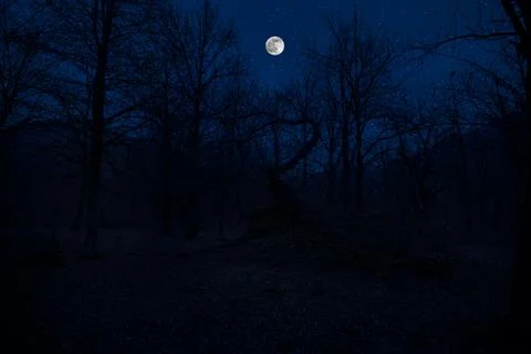 Mountain Road through the forest on a full moon night. Scenic night landscape Fotos Stock