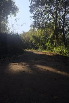 Mountain road through a forest Stock Photos