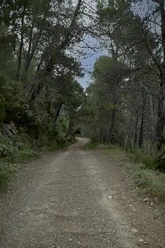 Mountain road through pine trees and vegetation Stock Photos