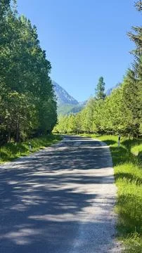 Mountain Road Tree Canopy Stock Photos