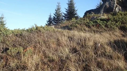 Mountain Rocks Sun Rays Sunset Evergreen Trees Snow Peaks Video stock 69833961