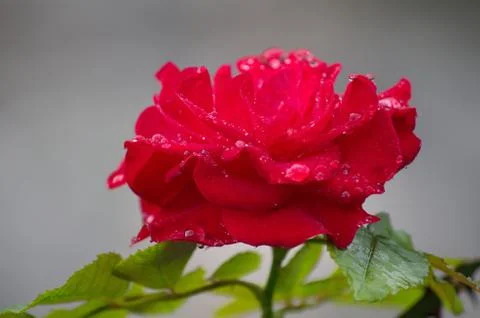 Mountain rose at dawn Foto stock