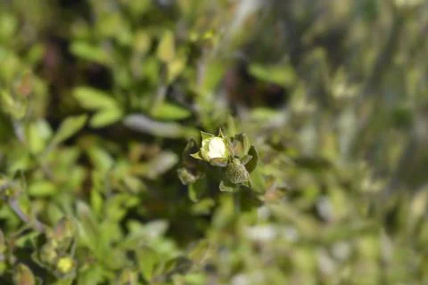 Mountain sandwort Stock Photos