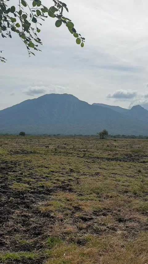Mountain in the savanna Stock Footage 220038889