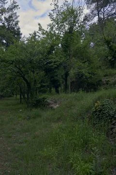 Mountain scenery between vegetation and trees Stock Photos