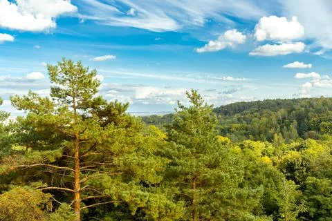 Mountain scenery with pine trees and scenic clouds Stock Photos