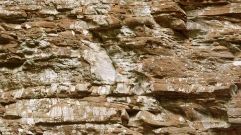 Mountain section of a wall in the forest, Small tree leaf in the Divisive Wal Stock Footage 121057544