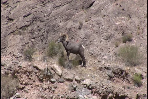 Mountain Sheep 01 Stock Footage 283114