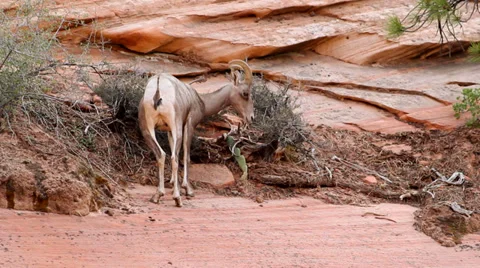 Mountain Sheep on Cliff Stock-Footage 32479002