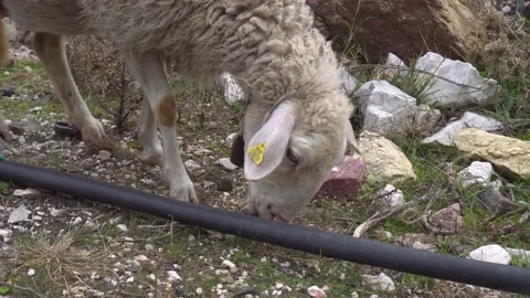 Mountain sheep close-up. Herd in the background. Stock Footage 169625756
