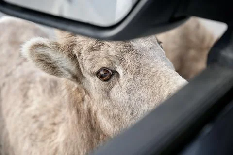 Mountain Sheep Close Up Fotos de archivo