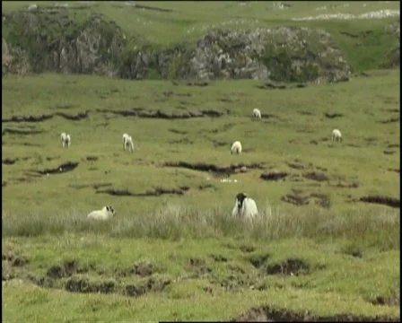 Mountain Sheep Donegal Video stock 493065
