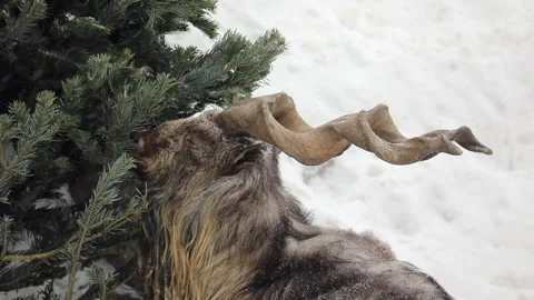 A mountain sheep during in the snow in winter Stockbeeldmateriaal 231034900
