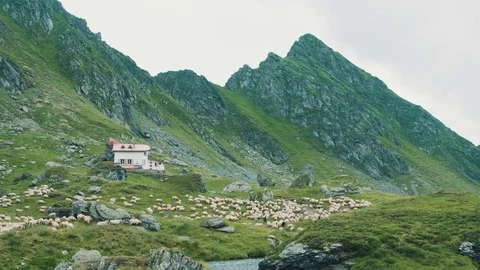 Mountain sheep Stock Footage 78191662