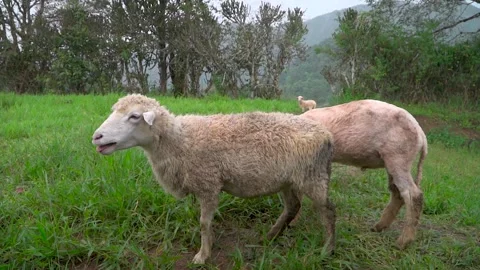 Mountain sheep Stock Footage 248948597