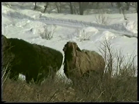 Mountain Sheep Stock Footage 340541902