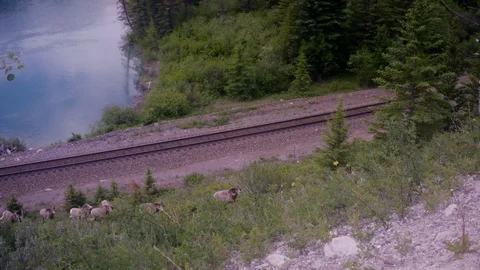 Mountain Sheep Going Up Hill Stock Footage 125171547