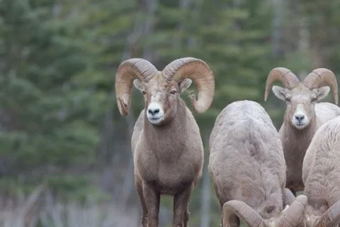Mountain Sheep group Фото