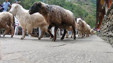 Mountain sheep herd, annapurna base camp nepal 4k Stock Footage 249037133