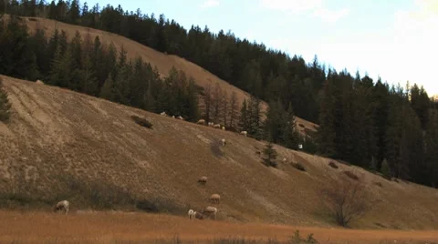 Mountain sheep jasper wide timelapse Stock Footage