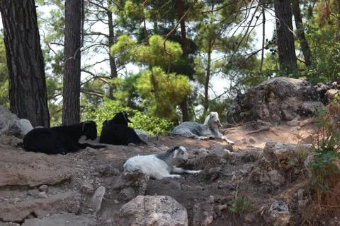 The mountain sheep lying on the rocks in the forest Foto stock