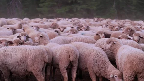 Mountain Sheep panorama Stock Footage 256682849