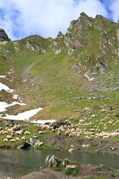 Mountain sheep to pasture Stock Photos