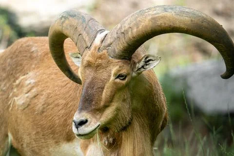 Mountain sheep Stock Photos