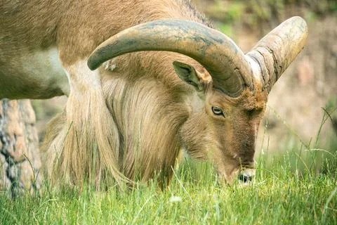Mountain sheep Stock Photos