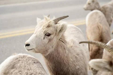 Mountain Sheep Fotos de archivo