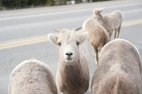 Mountain Sheep Fotos de archivo