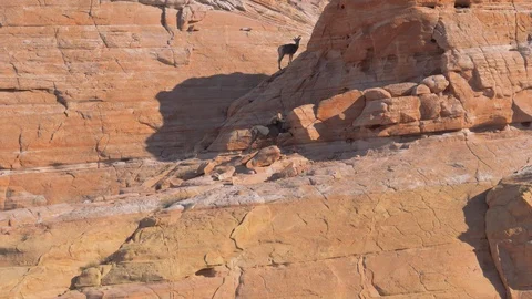 Mountain Sheep On Red Rocks In The National Park Stock Footage 86517697