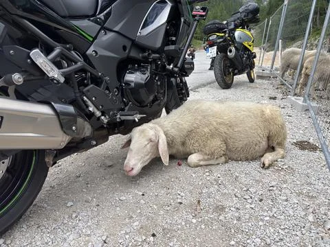 Mountain sheep resting at the summit of Vršič Pass in Slovenia Фото