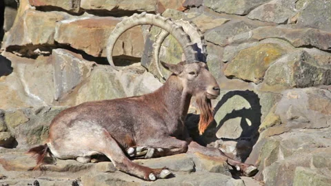 Mountain sheep sitting on the rocks Video stock 92813449