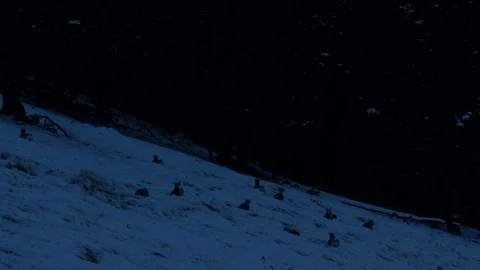 Mountain sheep waking up time lapse Stock Footage 82550110