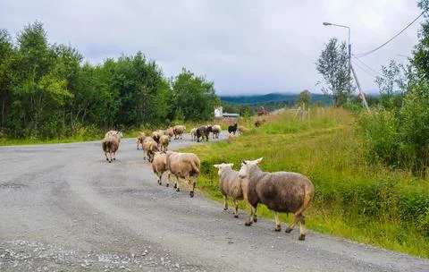 Mountain sheep walking on the road Stock Photos