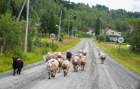 Mountain sheep walking on the road Stock Photos