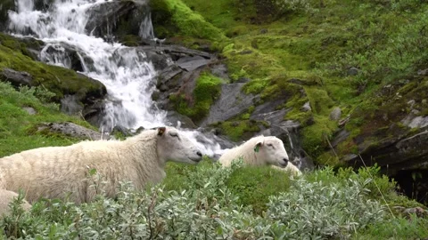 Mountain sheeps Video stock 247433135