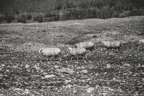 Mountain sheeps Stock Photos