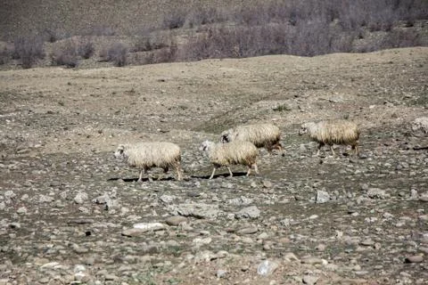 Mountain sheeps Stock Photos