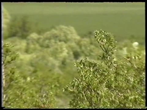 Mountain Shrubs Stock Footage 343662644
