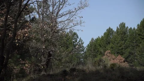 Mountain in Sicily path crosses mixed forest in Etna Park (panning) Vídeos de archivo 152556372