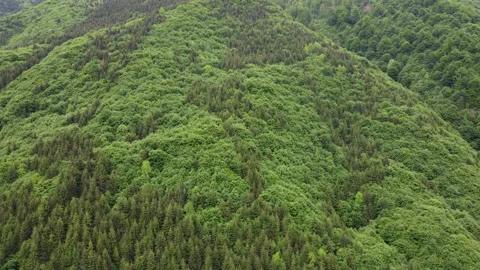 Mountain side coverd by forest Stock Footage 155271246