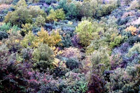 Mountain side forest background Stock Photos